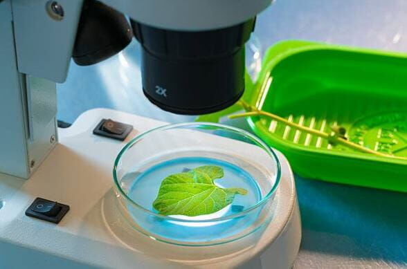 Agro Smart Lab Choroby grzybowe roślin - badanie patogenów chorobotwórzczych