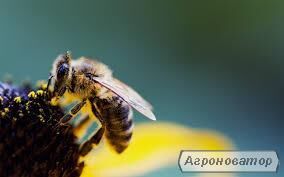 Królowa pszczół ze szkółki pszczół na rok 2022