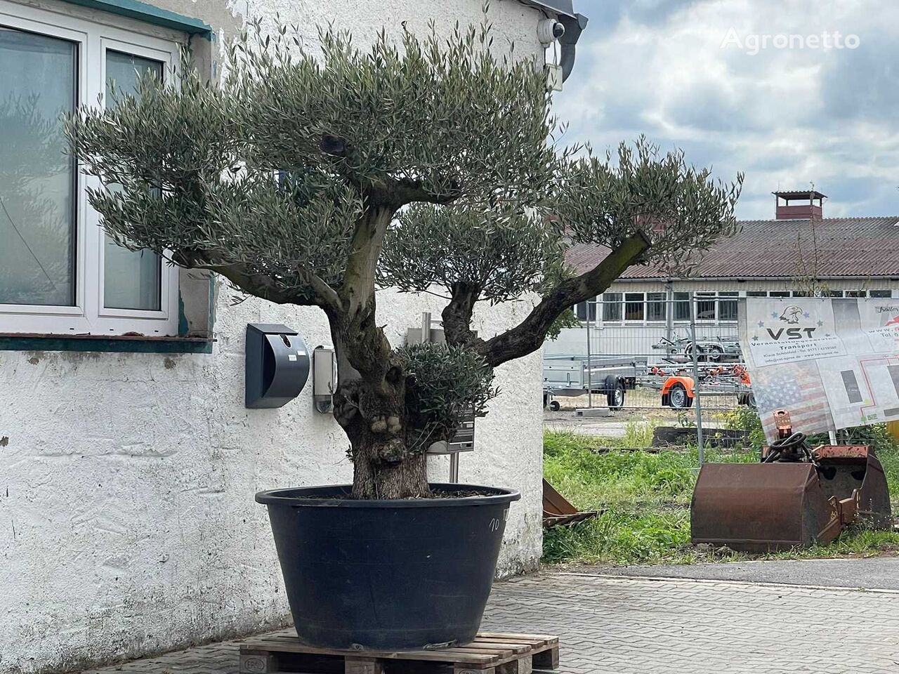 drzewko owocowe Bonsai Olivenbaum (Winterhart)